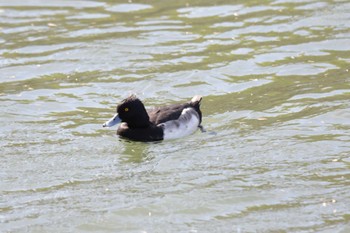 Tufted Duck Osaka castle park Sun, 12/17/2023