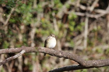 Red-breasted Flycatcher Osaka castle park Sun, 12/17/2023