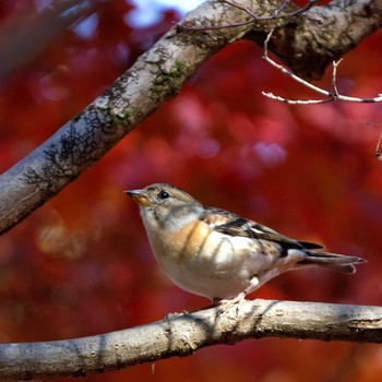 2016年12月3日(土) 岐阜公園の野鳥観察記録