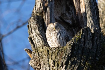 Ural Owl(japonica) Unknown Spots Tue, 11/23/2021