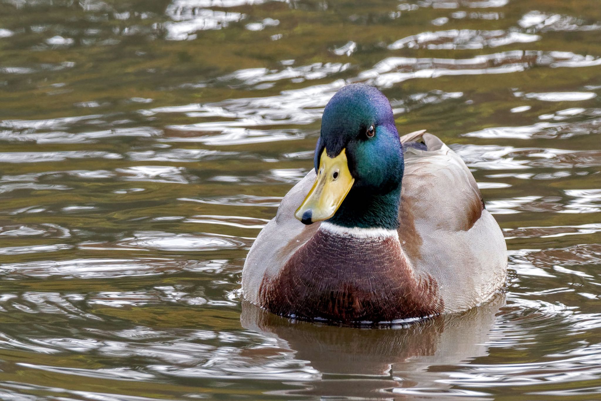 Mallard