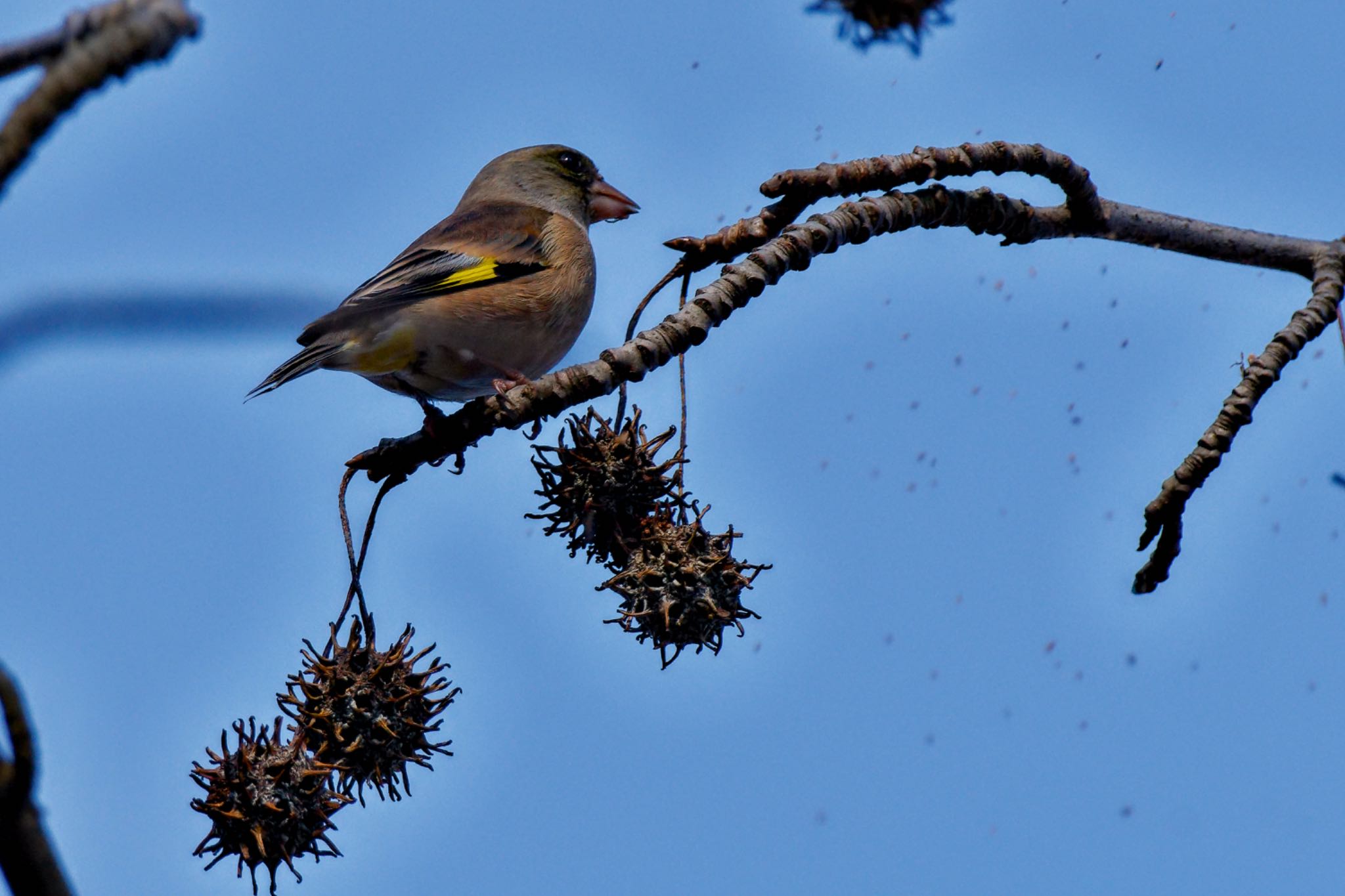 Grey-capped Greenfinch