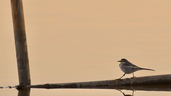 ハクセキレイ 佐鳴湖 2023年12月10日(日)