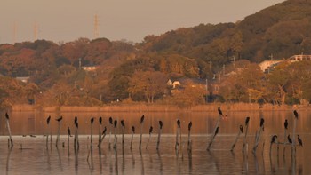 カワウ 佐鳴湖 2023年12月10日(日)