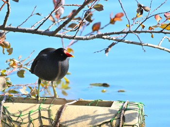 バン 馬見丘陵公園 2023年12月9日(土)