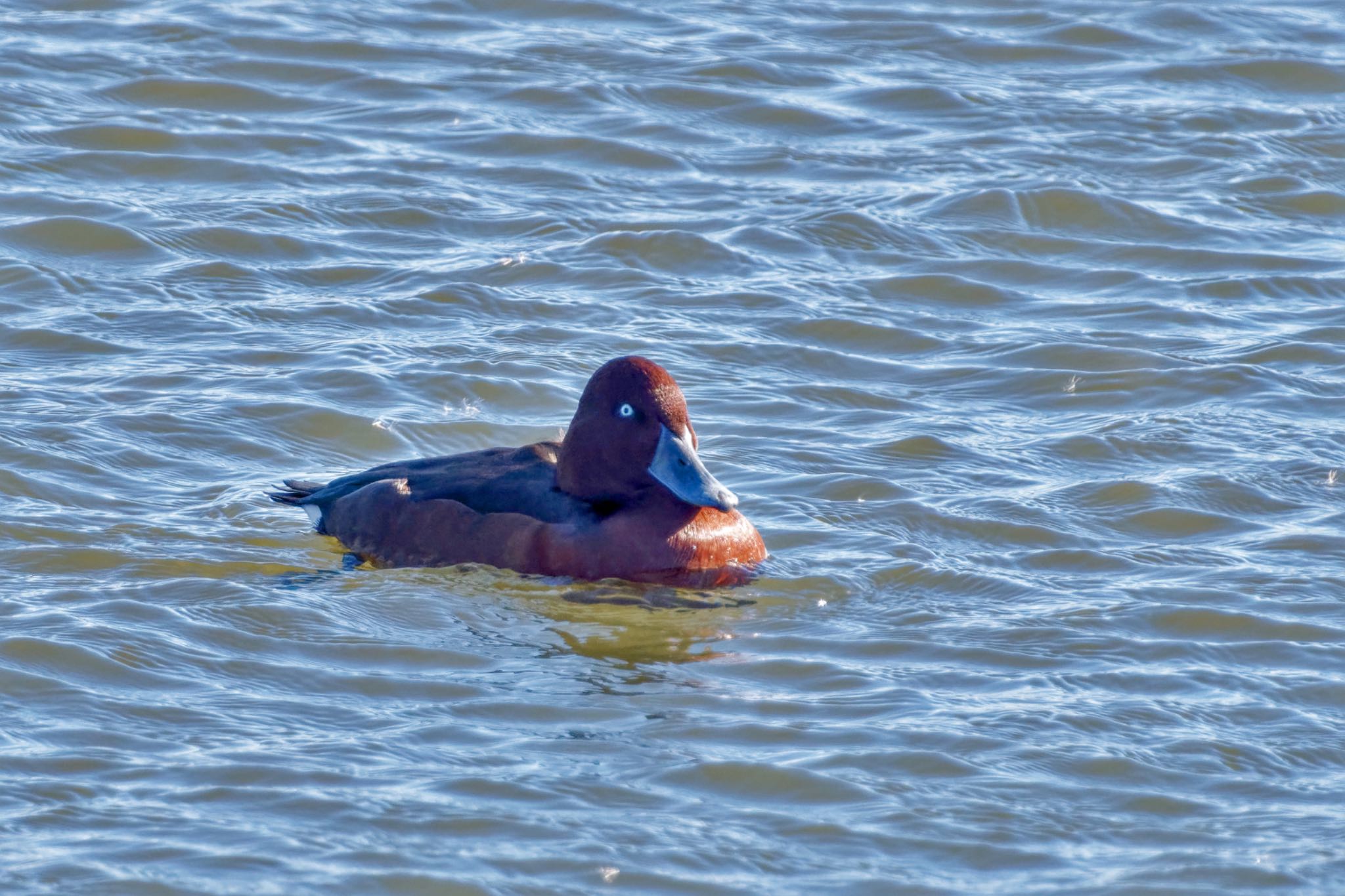 Ferruginous Duck