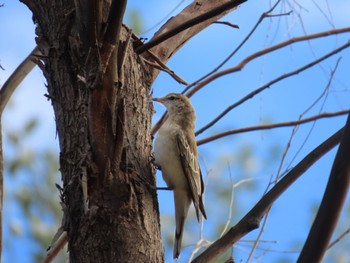 White-winged Triller Jindabyne, NSW, Australia Thu, 12/7/2023