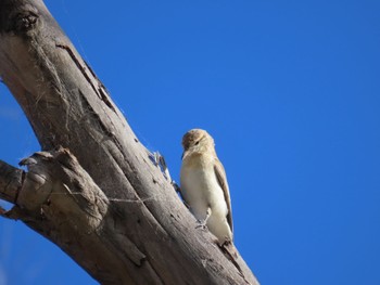 White-winged Triller Jindabyne, NSW, Australia Thu, 12/7/2023
