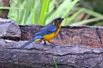 Lacrimose Mountain Tanager