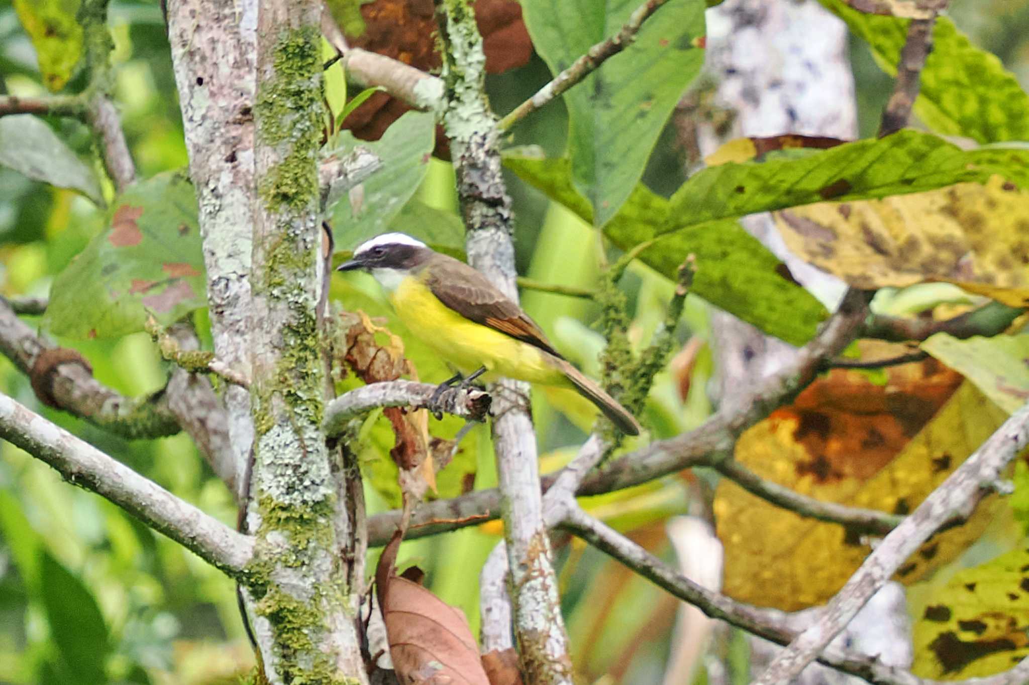 Photo of Rusty-margined Flycatcher at コロンビア by 藤原奏冥