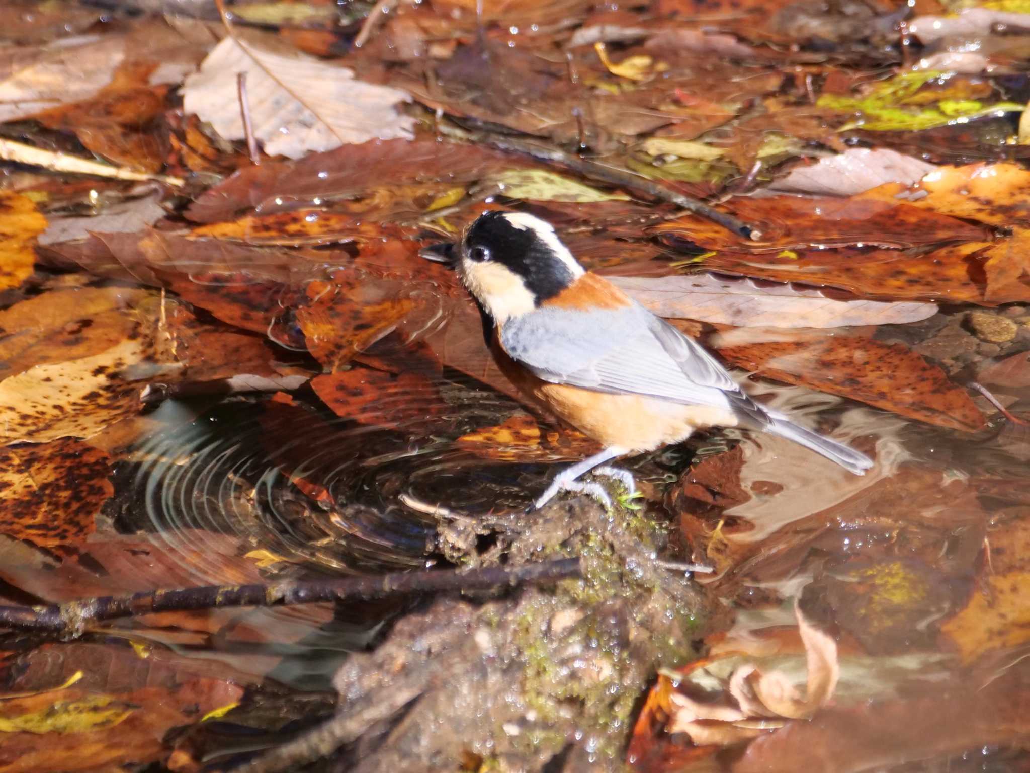 ③水を飲んだところ。　ここは山奥の小さなせせらぎ。 by little birds