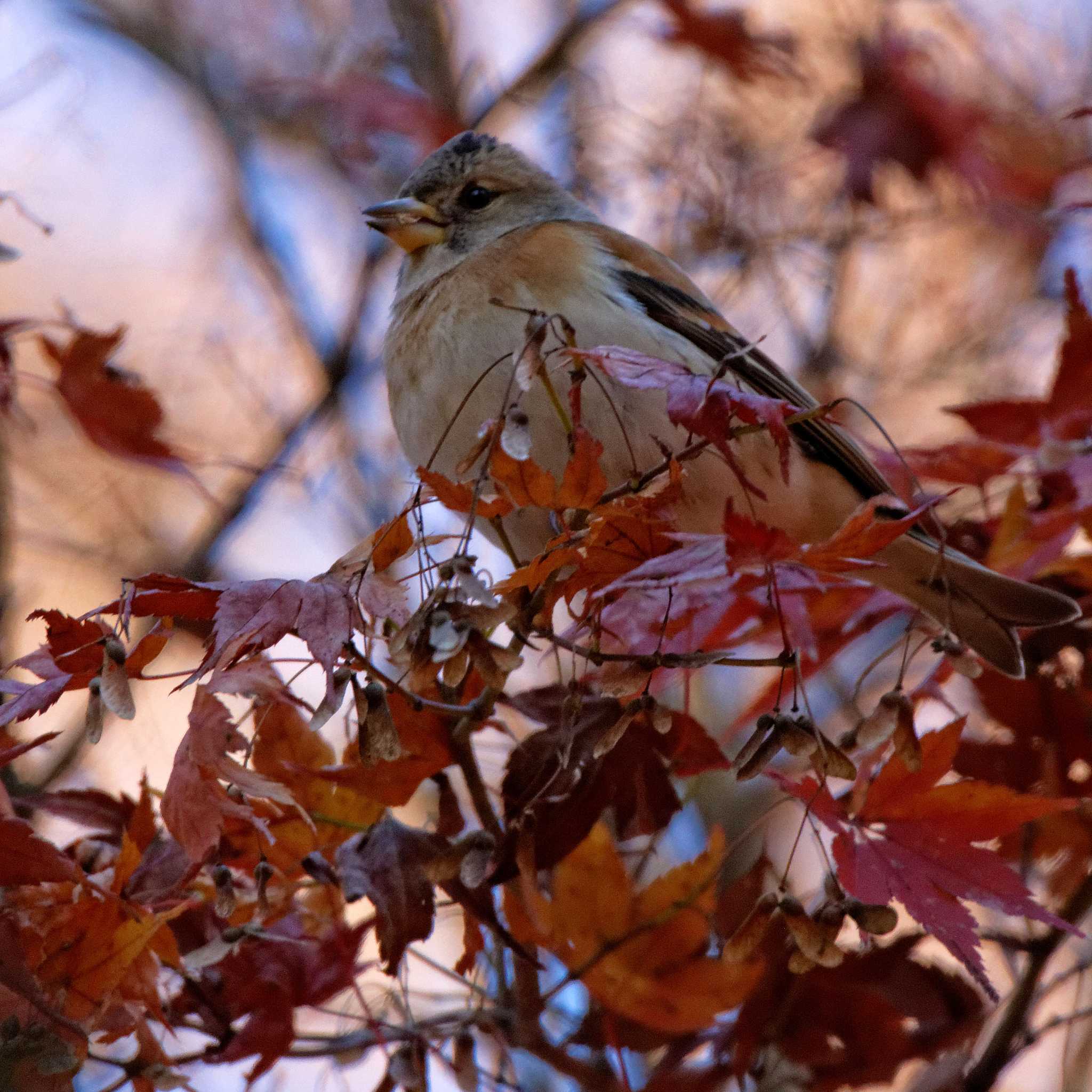 Photo of Brambling at 岐阜公園 by herald