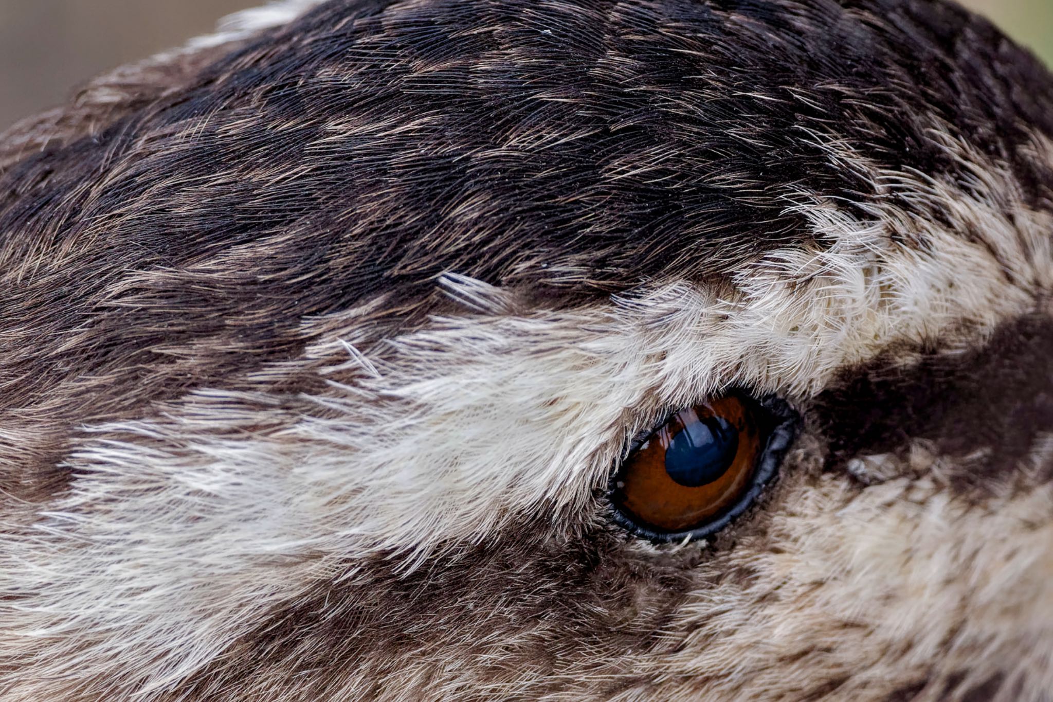 Eastern Spot-billed Duck