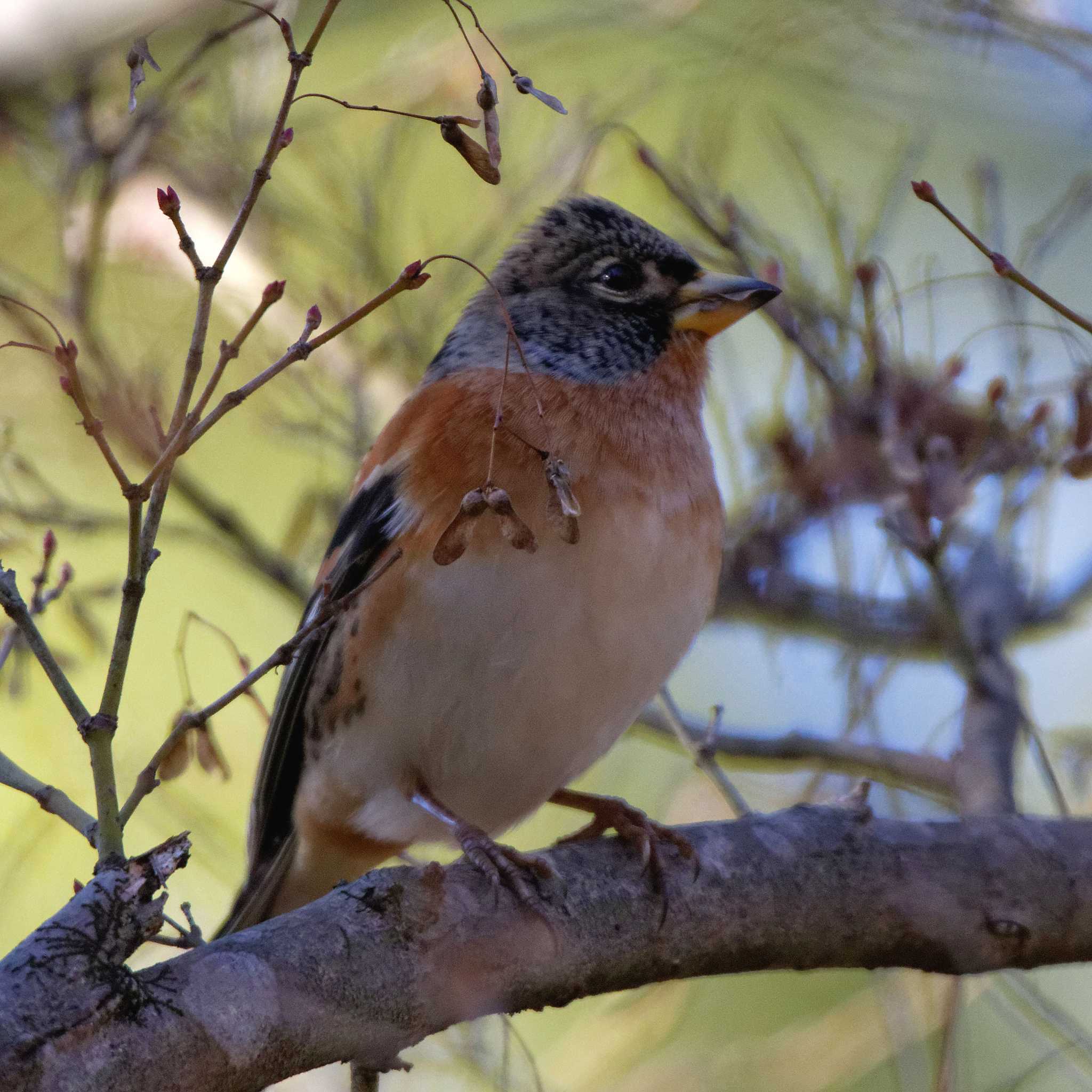 Photo of Brambling at 岐阜公園 by herald