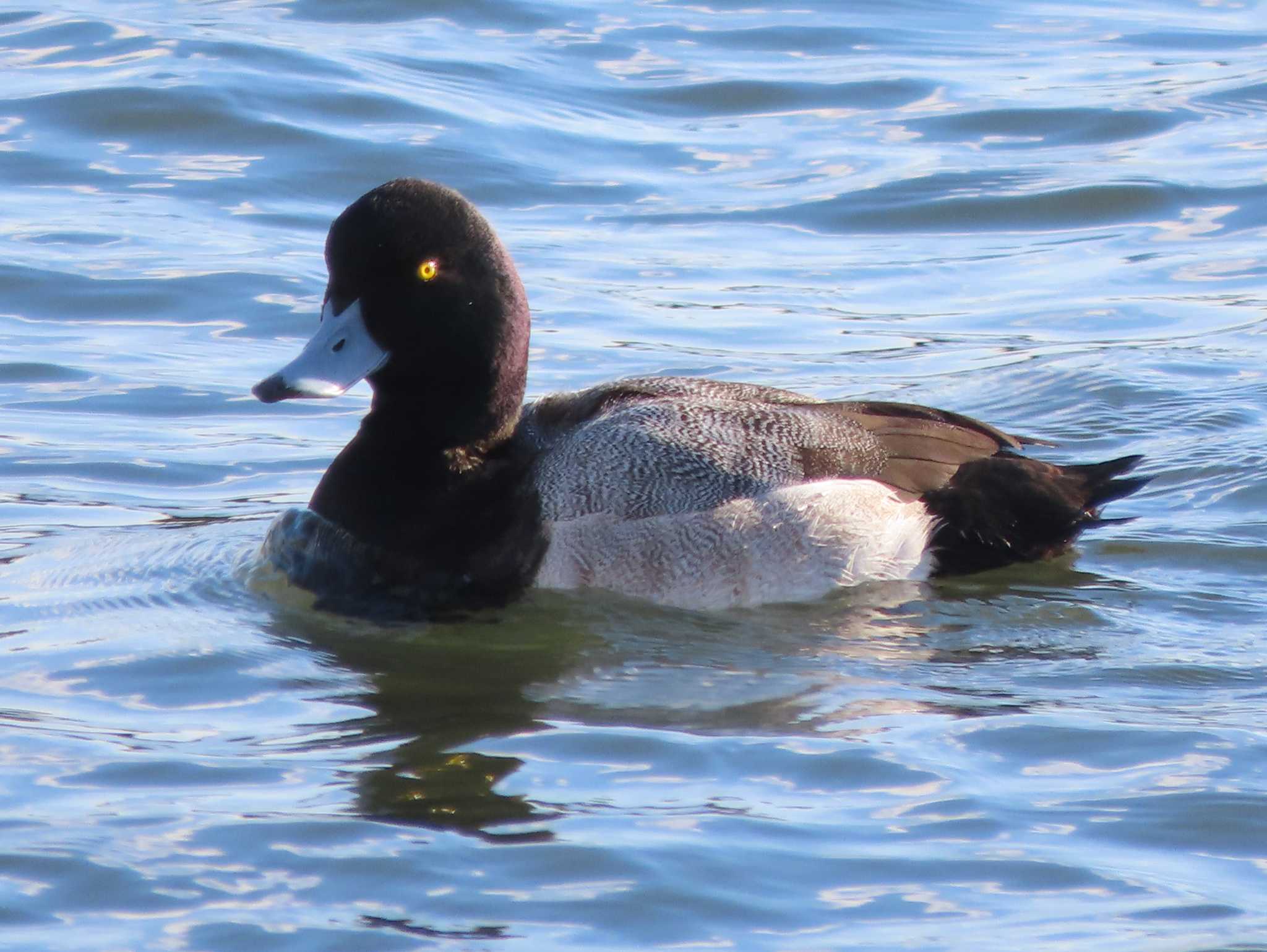 Photo of Greater Scaup at 安濃川河口 by あなちゃん