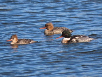 2023年12月17日(日) 安濃川河口の野鳥観察記録