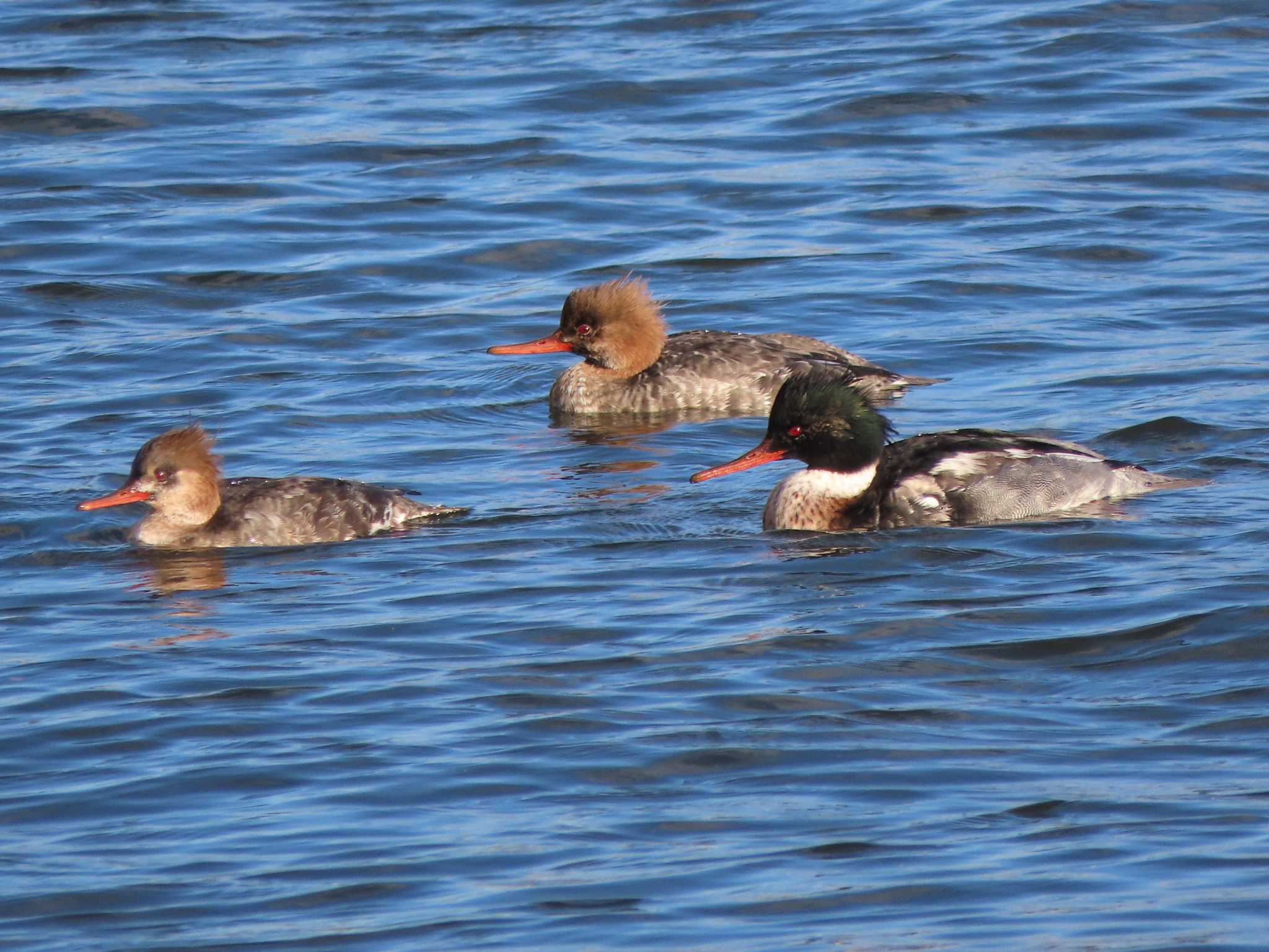 Red-breasted Merganser