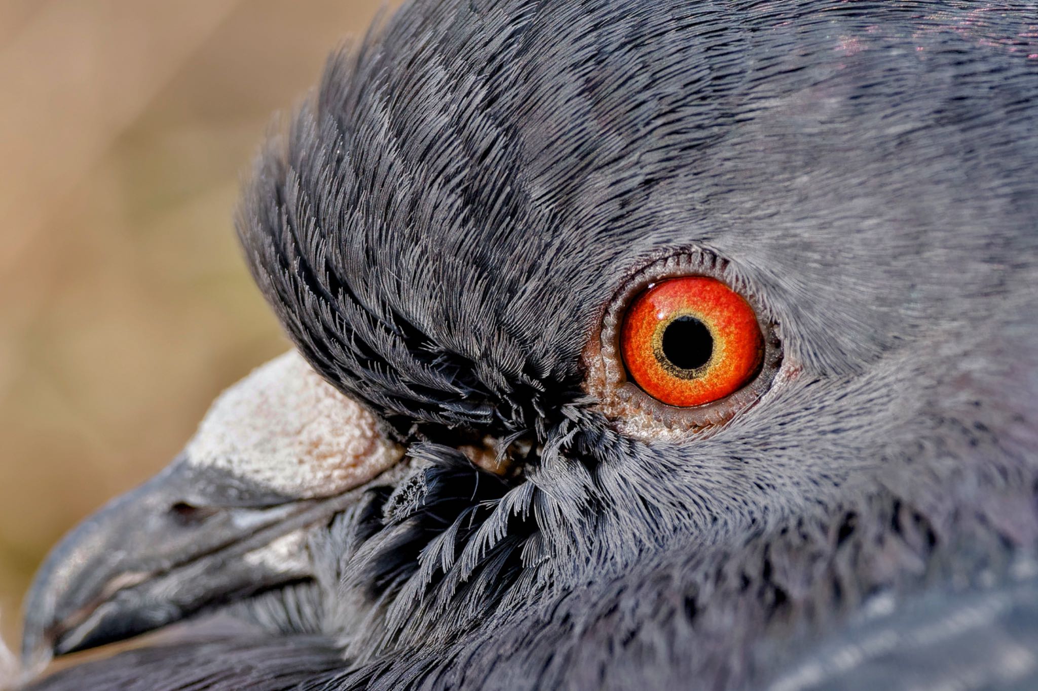 Rock Dove