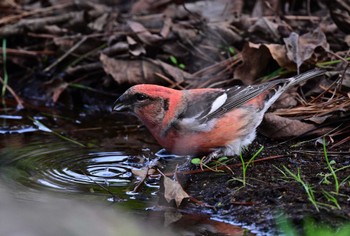 Two-barred Crossbill Unknown Spots Sat, 11/4/2023