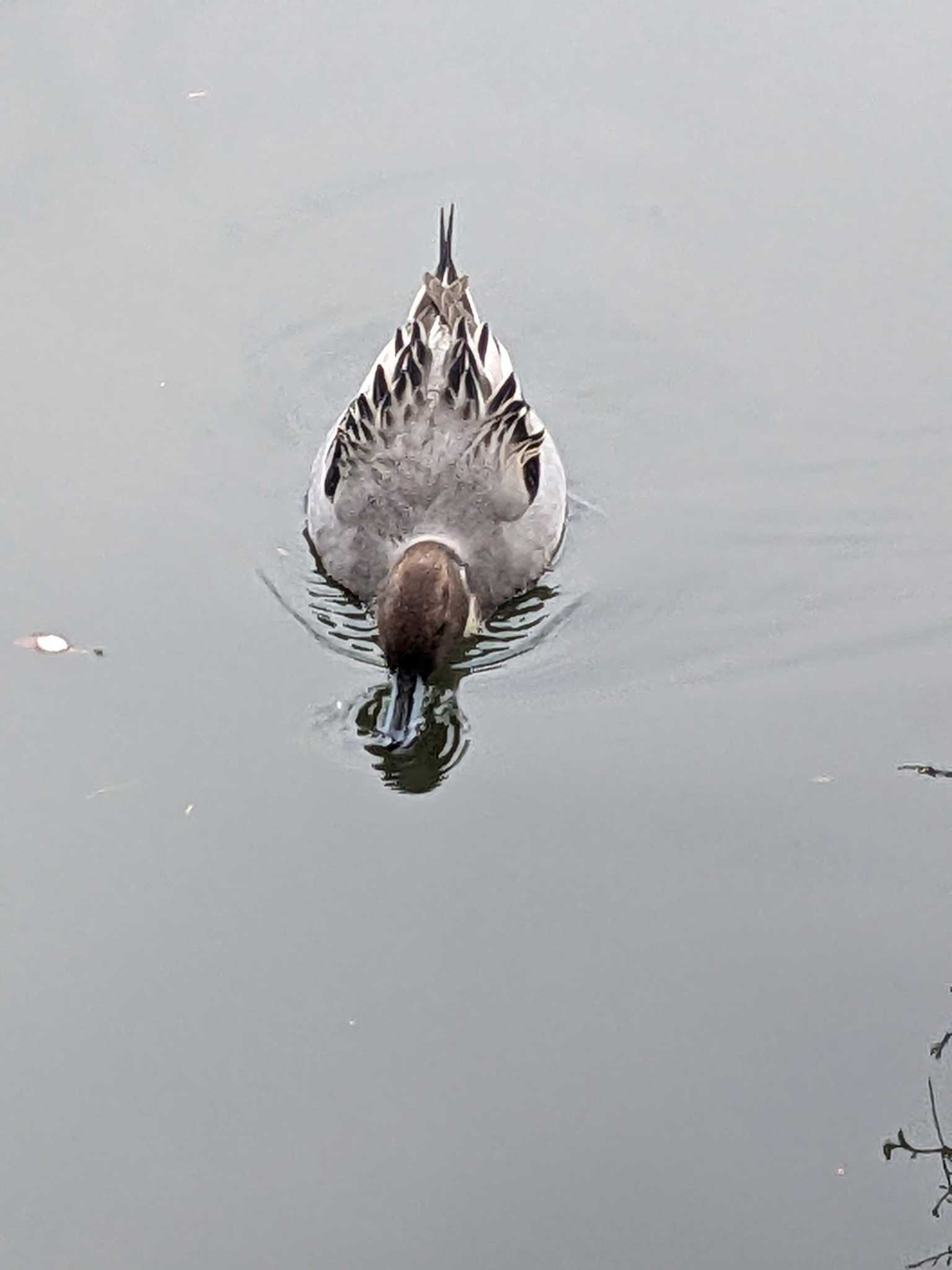 井の頭公園 オナガガモの写真 by アカウント14463