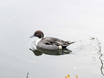 2023年12月15日(金) 井の頭公園の野鳥観察記録