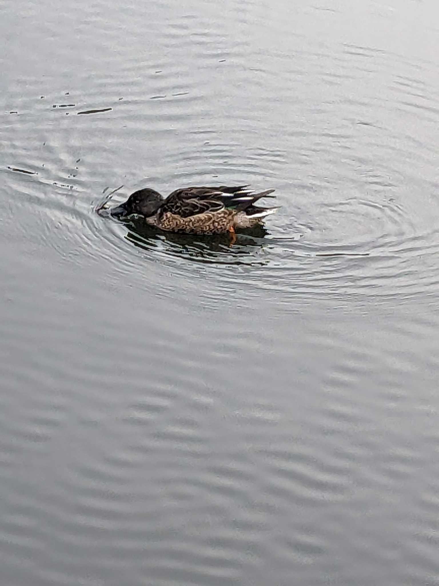 井の頭公園 ハシビロガモの写真 by アカウント14463