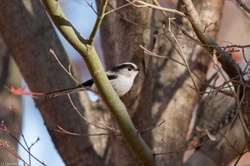 2023年12月17日(日) まつぶし緑の丘公園の野鳥観察記録