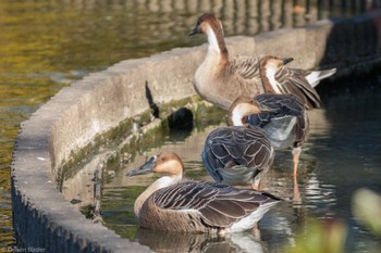 サカツラガン 大池親水公園 2023年12月17日(日)