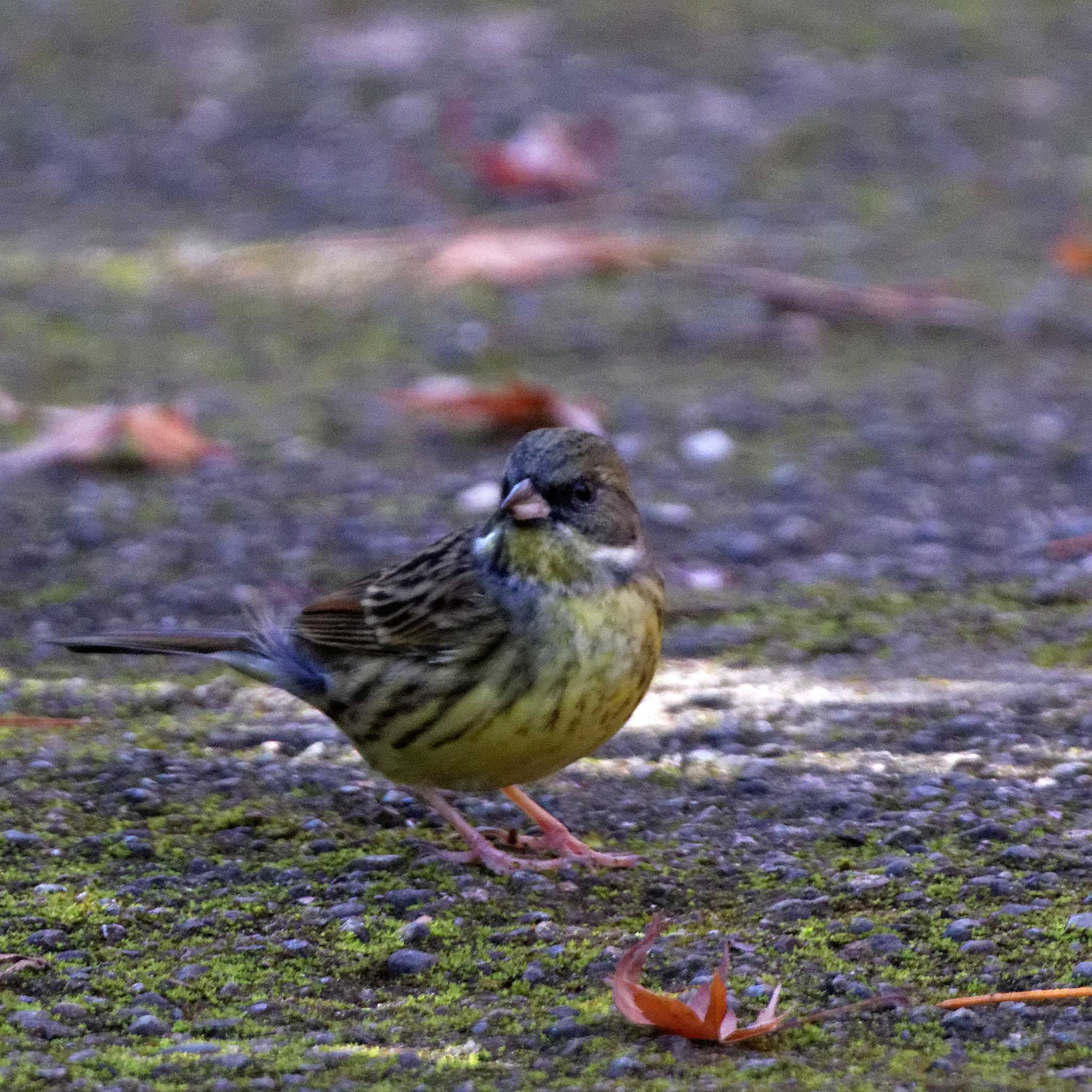 Masked Bunting