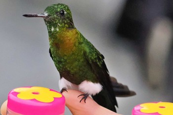 Golden-breasted Puffleg