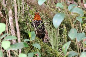 Ocellated Tapaculo