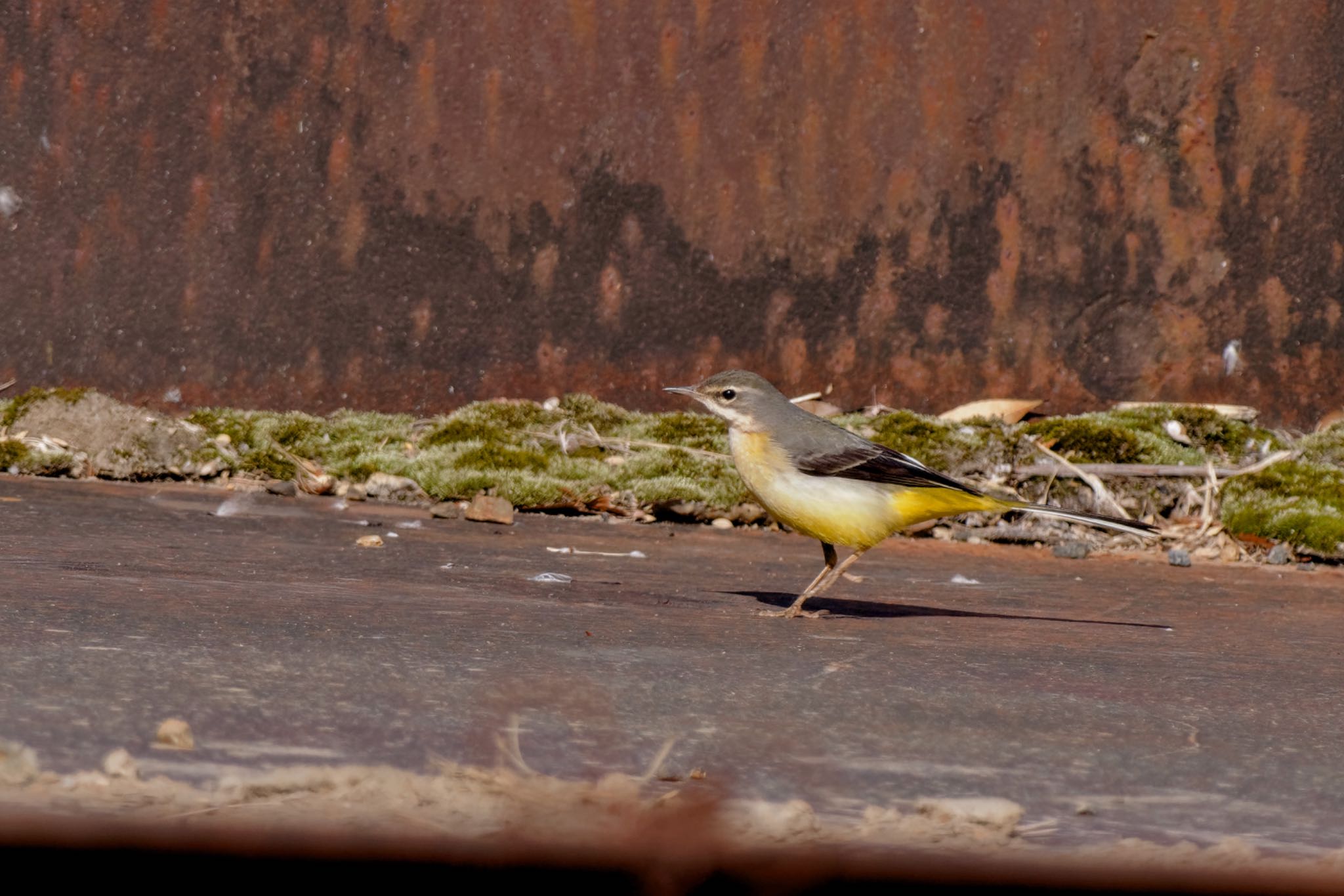 Grey Wagtail