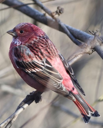 Pallas's Rosefinch 埼玉県 Sun, 12/17/2023