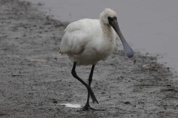 2023年12月12日(火) 伊佐沼の野鳥観察記録