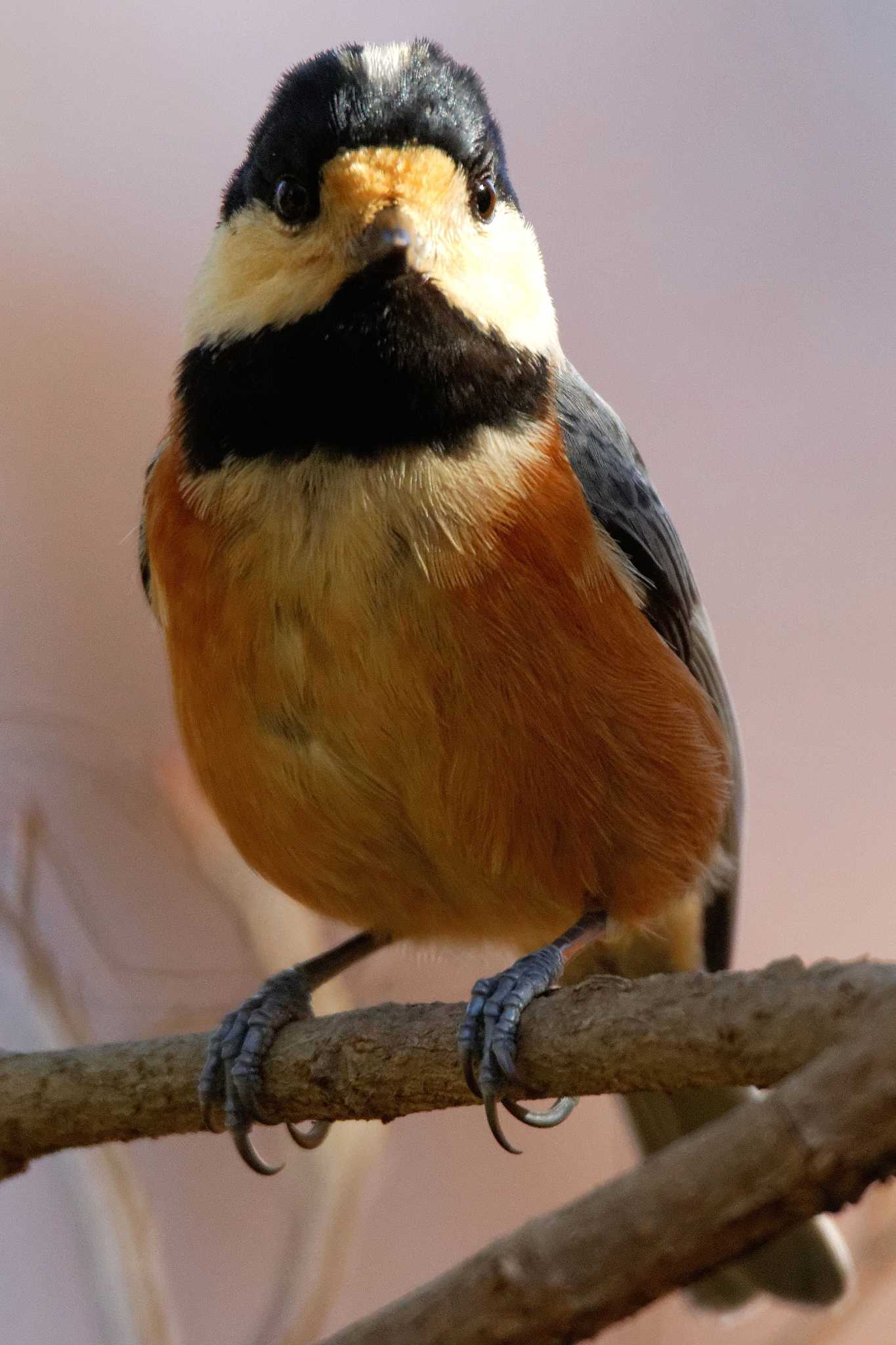 Photo of Varied Tit at 岐阜公園 by herald