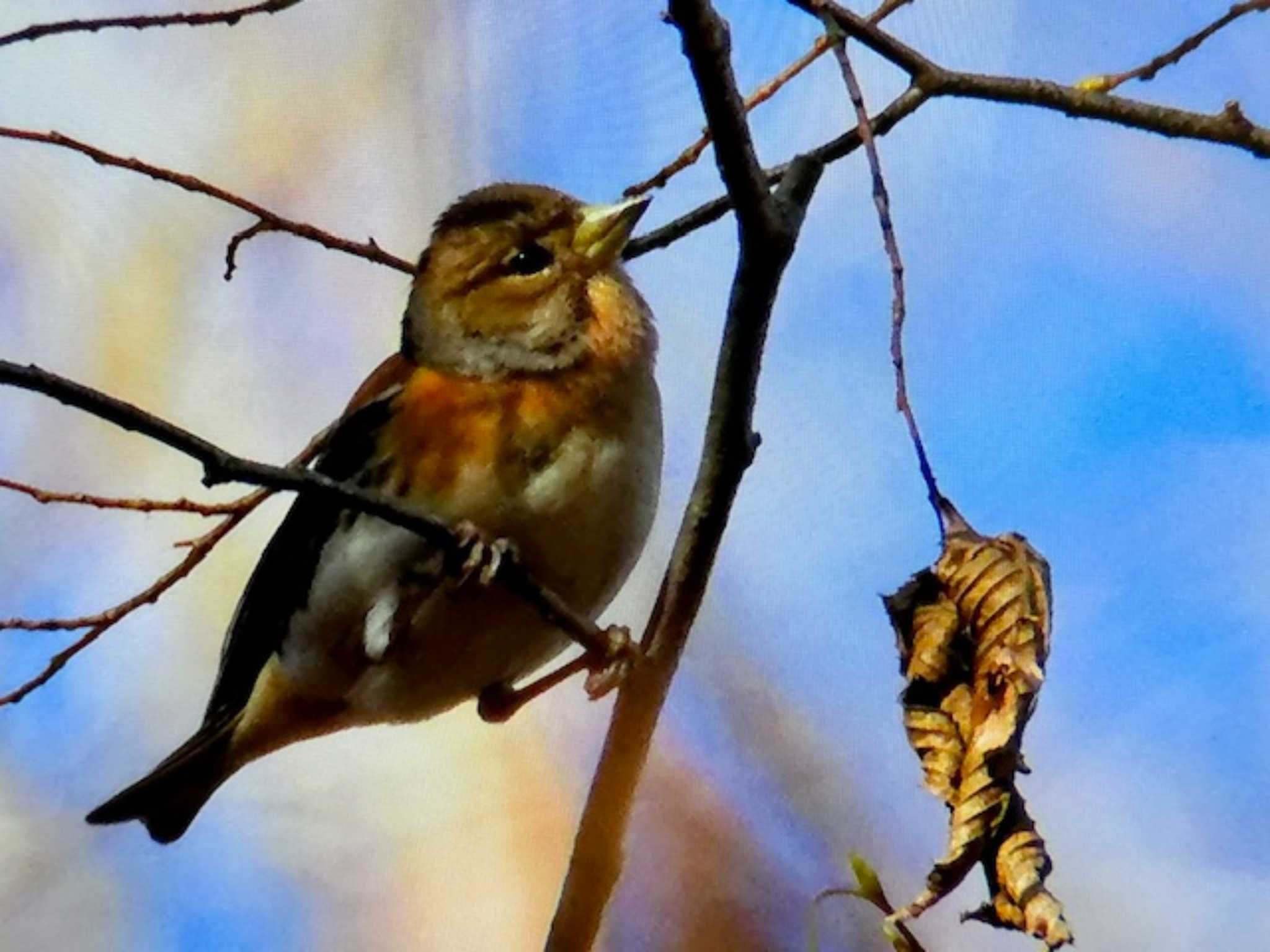 Brambling