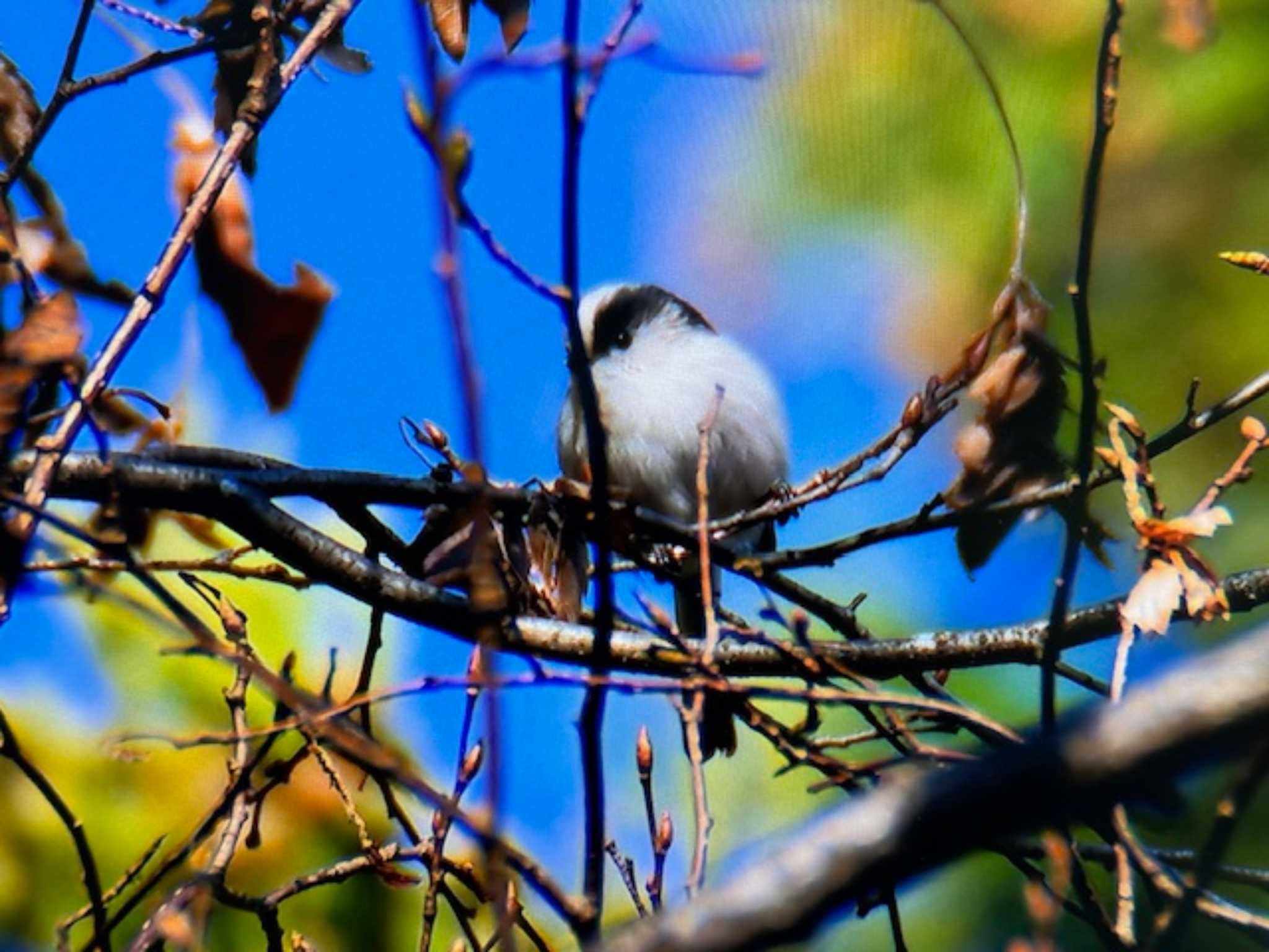 埼玉県民の森 エナガの写真 by ゆるゆるとりみんgoo