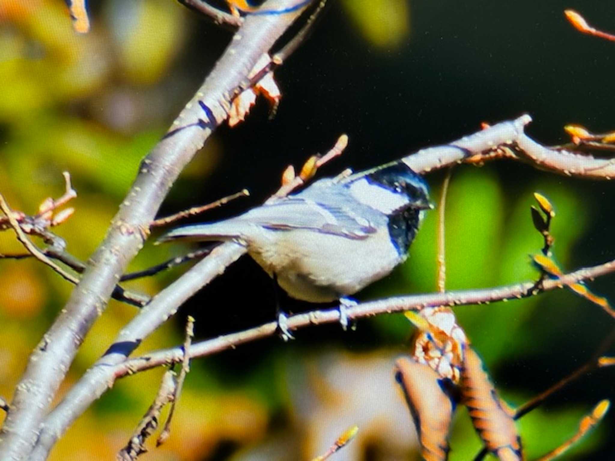 Coal Tit