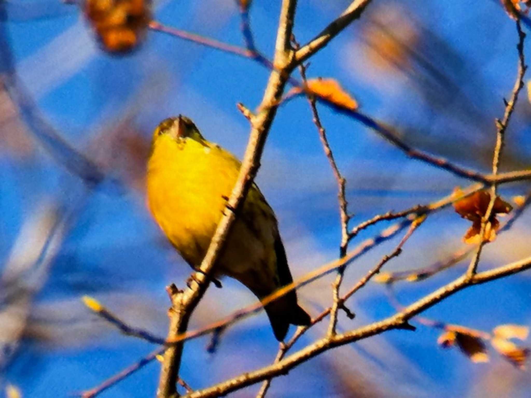 Eurasian Siskin