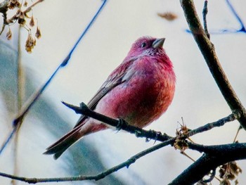 Sun, 12/17/2023 Birding report at Saitama Prefecture Forest Park