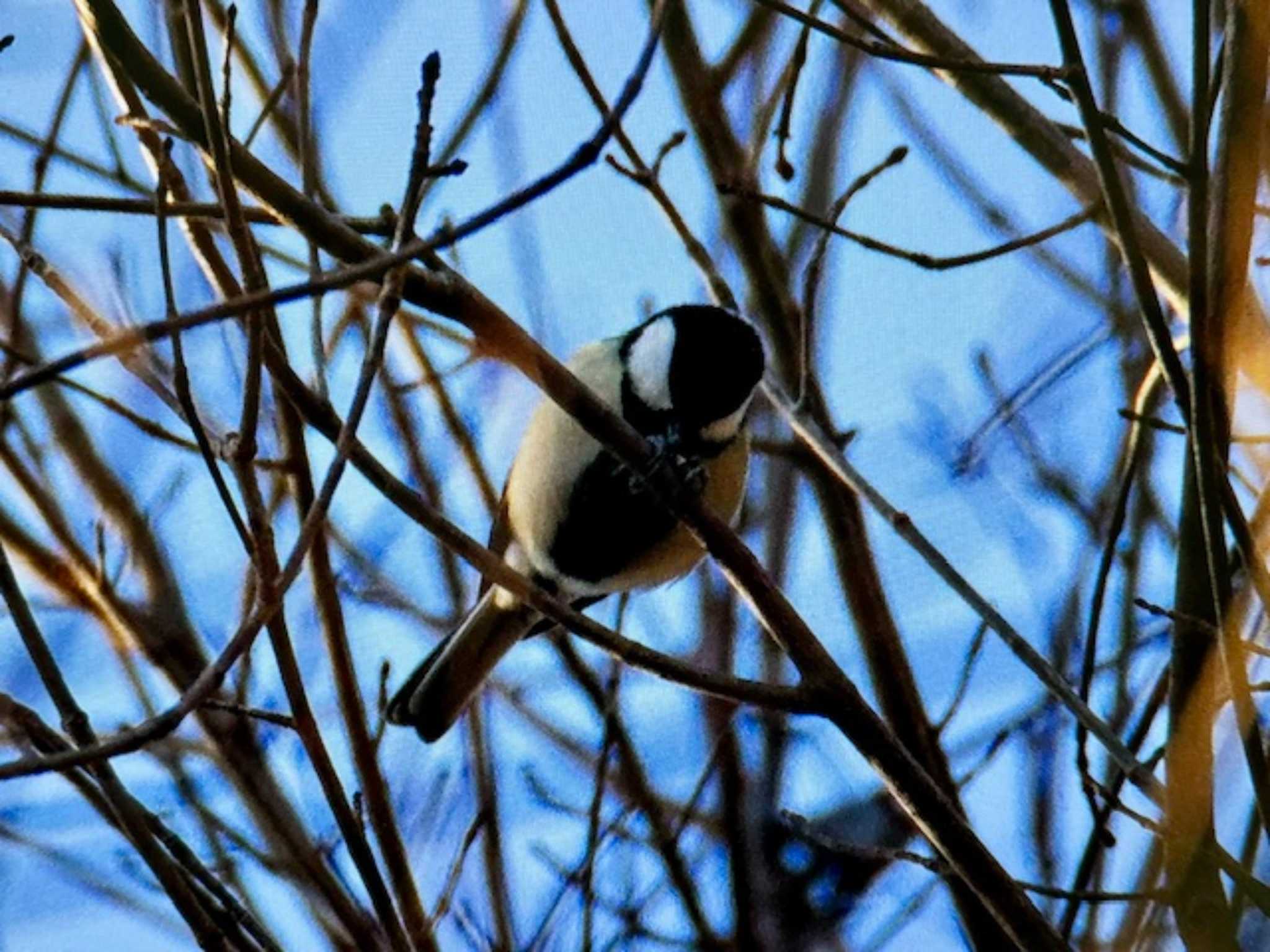 Japanese Tit