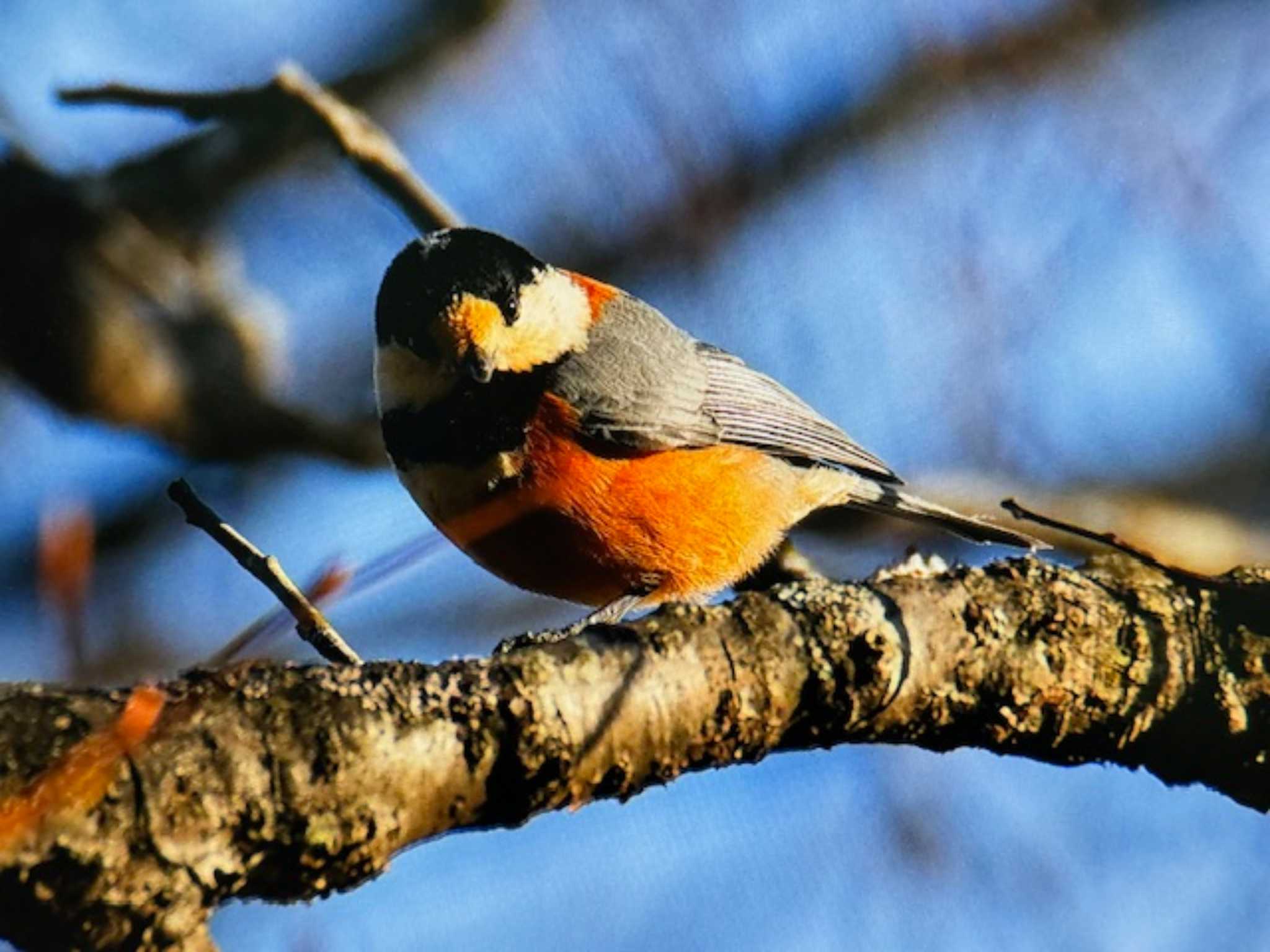 Varied Tit