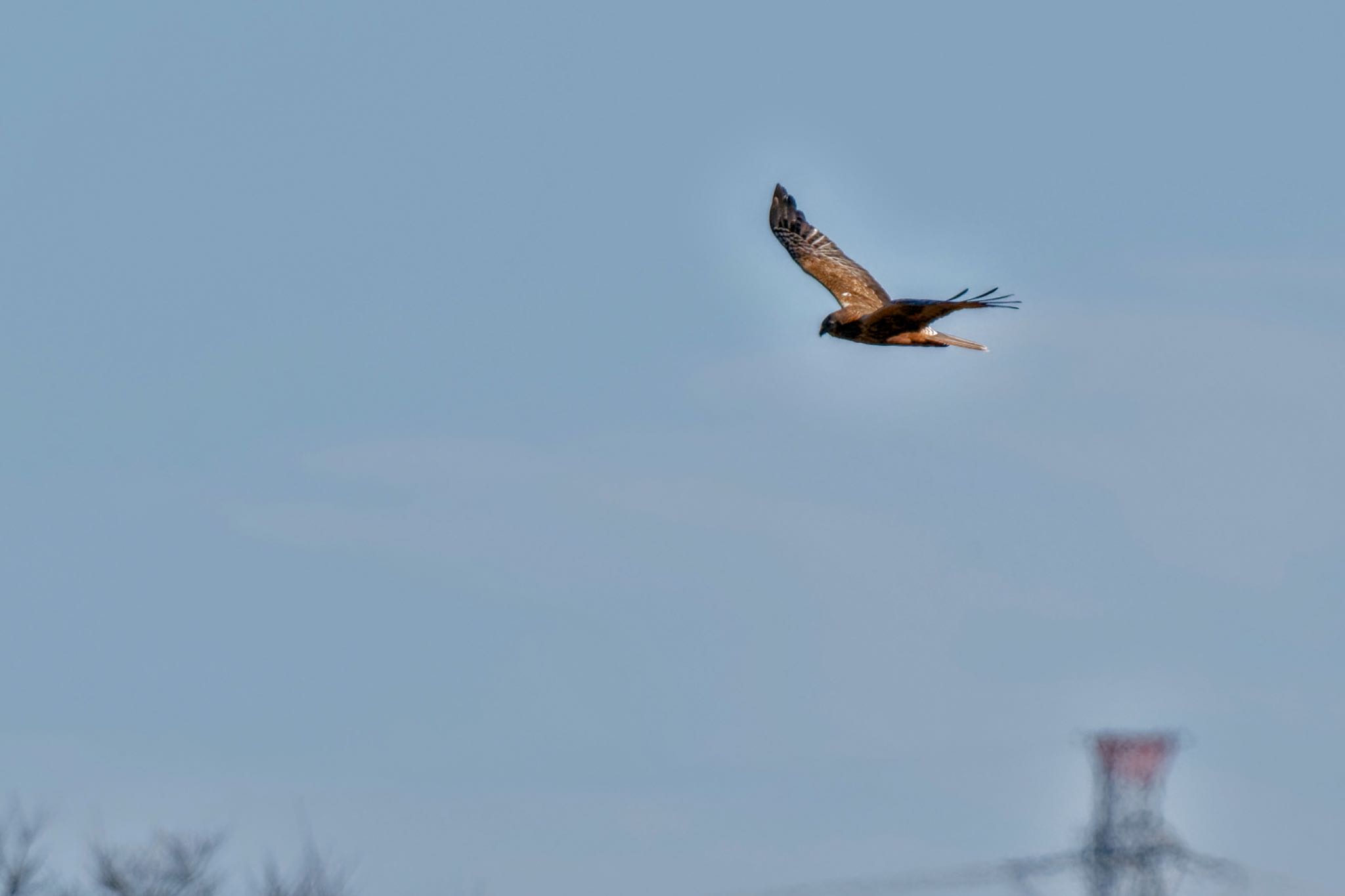 Eastern Marsh Harrier