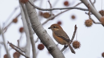 2023年12月9日(土) 舞洲緑地公園の野鳥観察記録