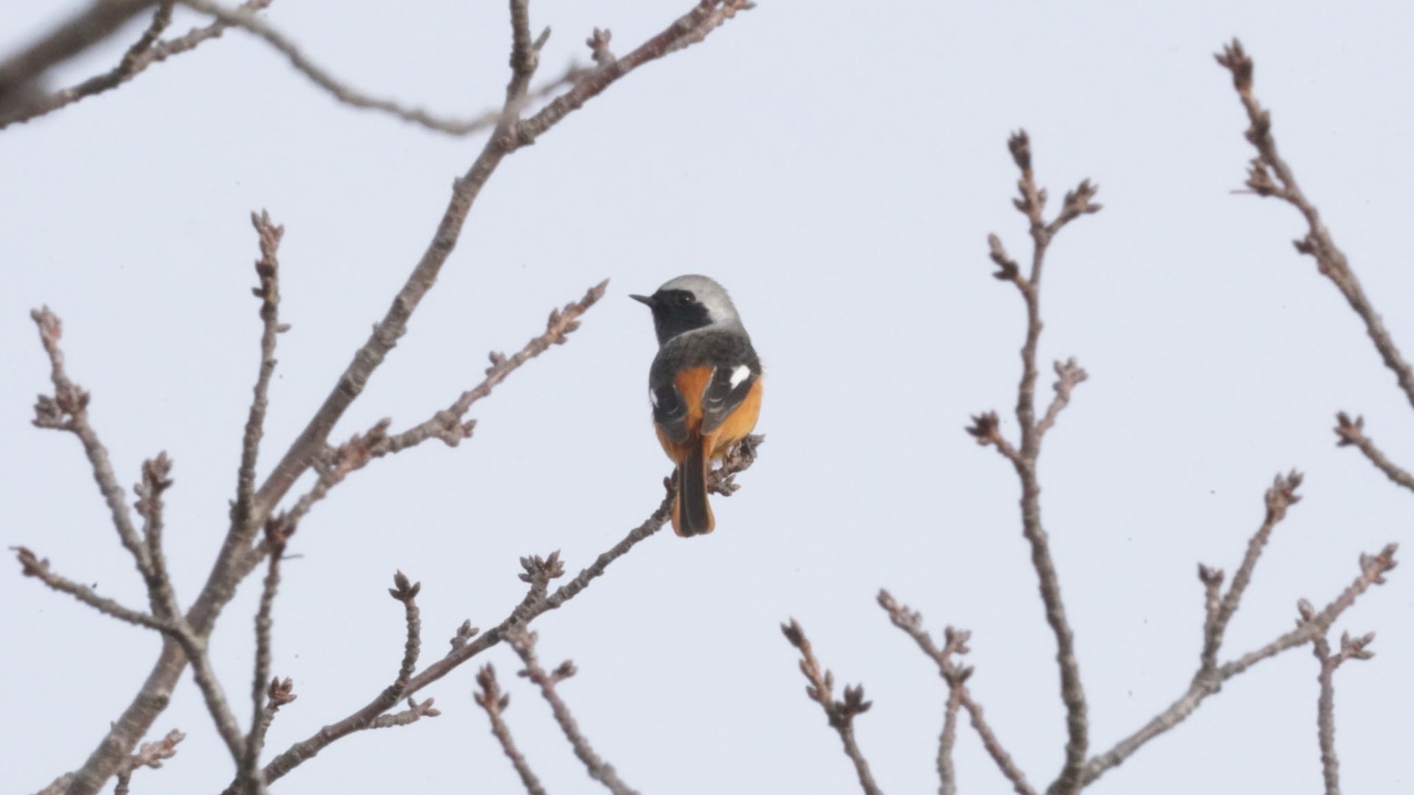 Daurian Redstart