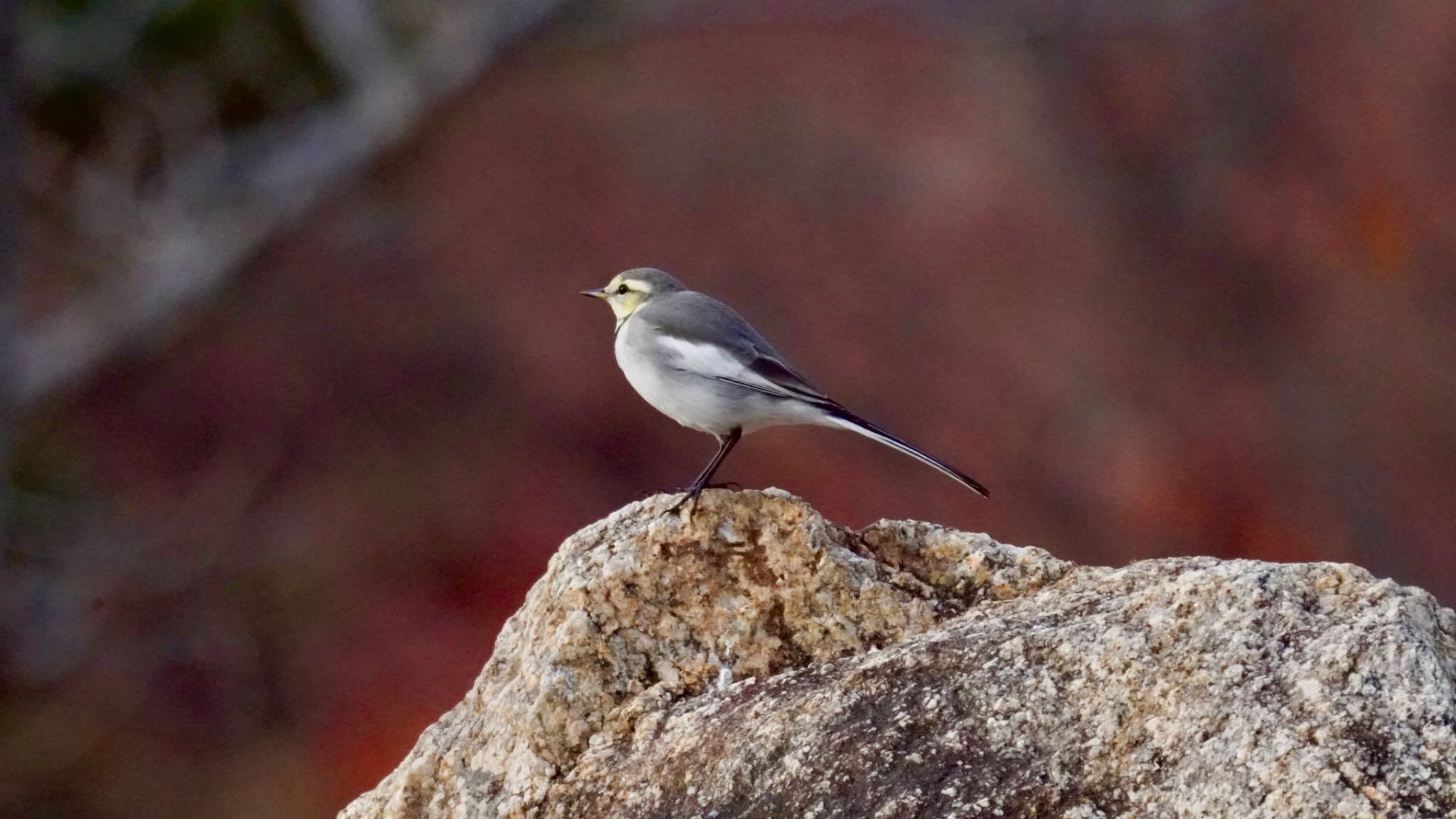 Photo of White Wagtail at 舞洲緑地公園 by m_obe