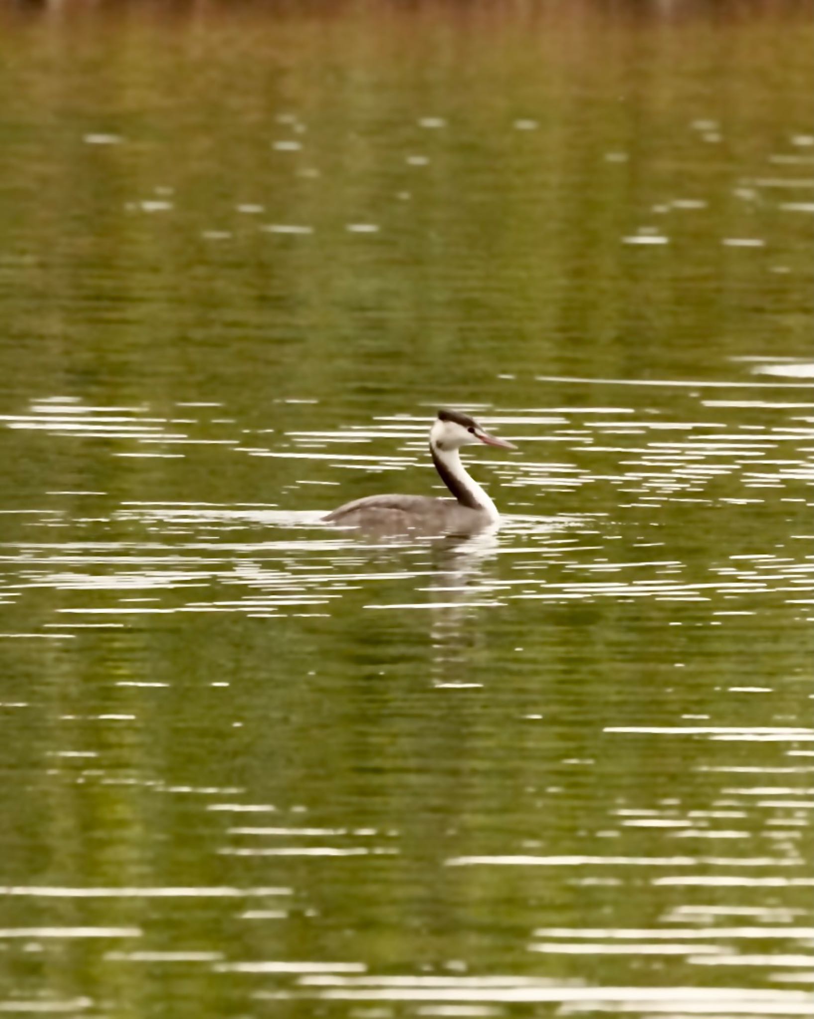 Photo of Great Crested Grebe at 滋賀県長浜市 by m_obe