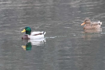 マガモ 大阪城公園 2023年11月12日(日)