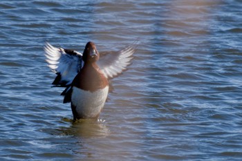 2023年12月17日(日) 渡良瀬遊水地の野鳥観察記録