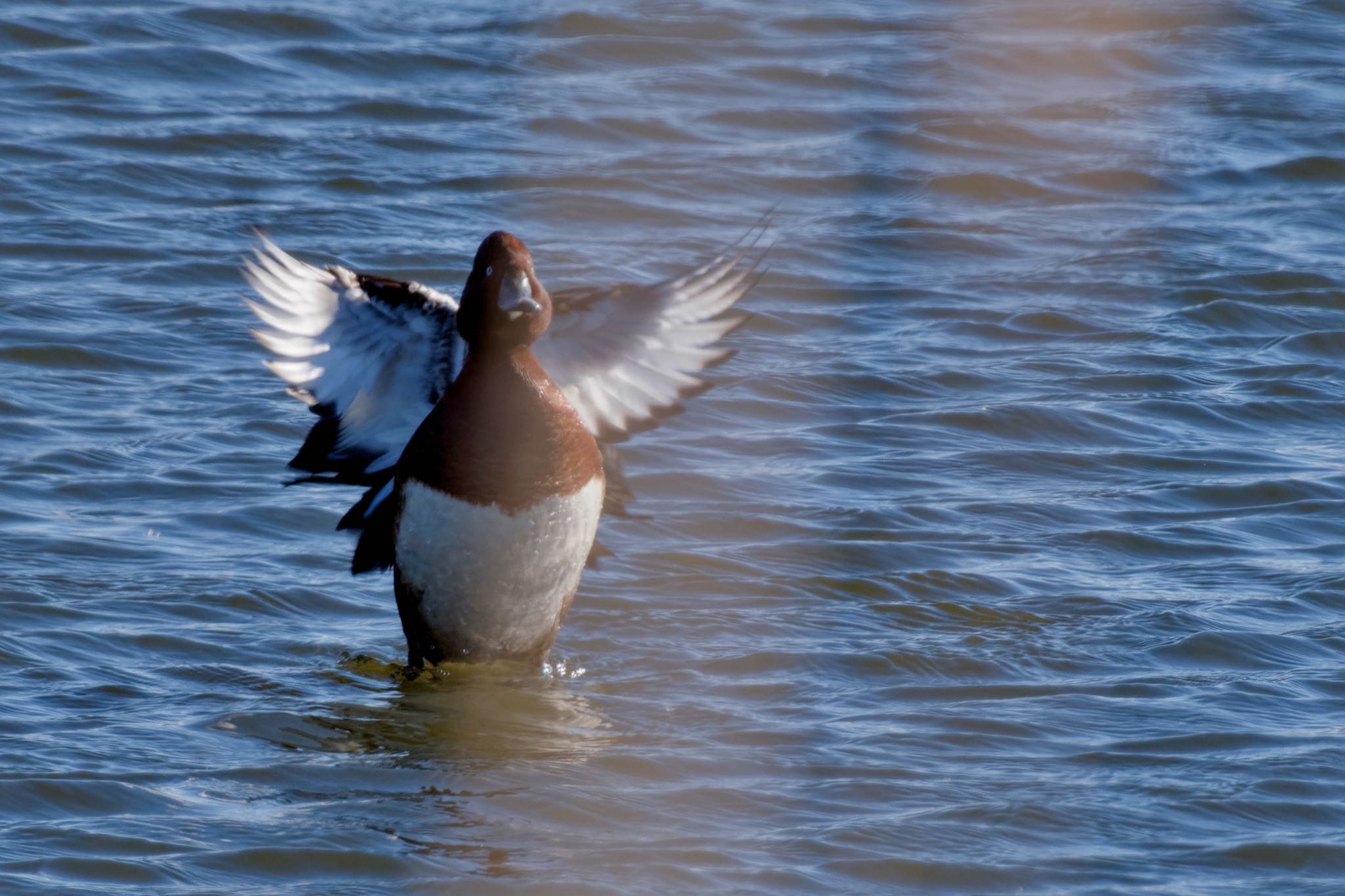 Ferruginous Duck